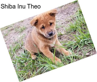 Shiba Inu Theo