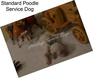 Standard Poodle Service Dog