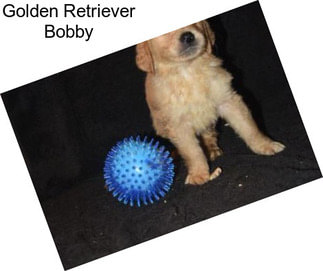 Golden Retriever Bobby