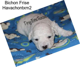 Bichon Frise Havachontxm2