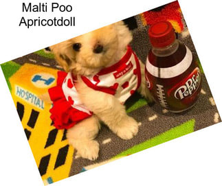 Malti Poo Apricotdoll