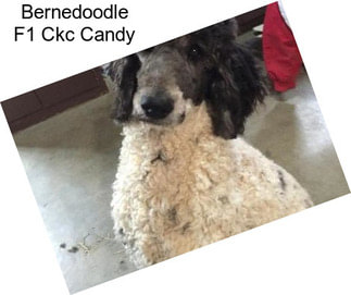 Bernedoodle F1 Ckc Candy