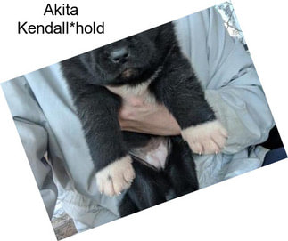 Akita Kendall*hold