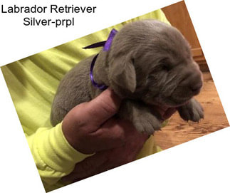 Labrador Retriever Silver-prpl