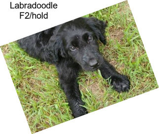 Labradoodle F2/hold