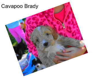 Cavapoo Brady