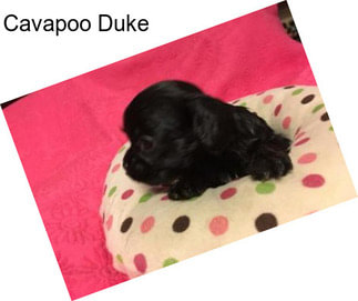 Cavapoo Duke