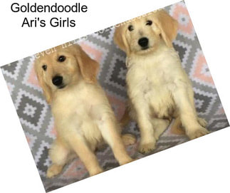 Goldendoodle Ari\'s Girls