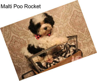 Malti Poo Rocket