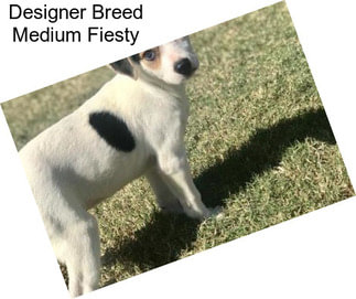 Designer Breed Medium Fiesty