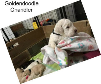 Goldendoodle Chandler