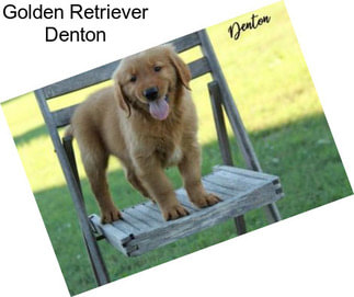 Golden Retriever Denton