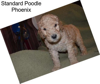 Standard Poodle Phoenix