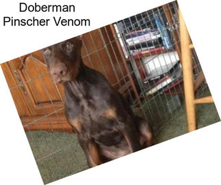 Doberman Pinscher Venom