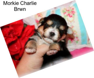 Morkie Charlie Brwn