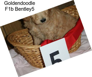 Goldendoodle F1b Bentley5