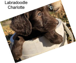 Labradoodle Charlotte