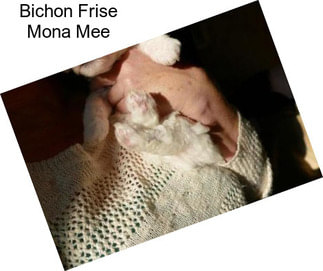 Bichon Frise Mona Mee