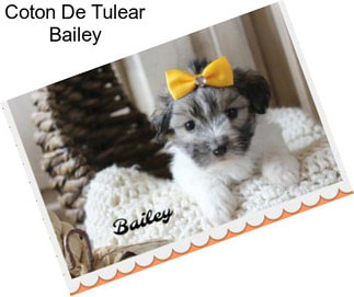 Coton De Tulear Bailey