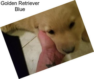 Golden Retriever Blue