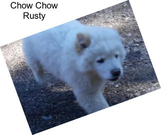 Chow Chow Rusty