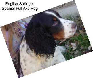 English Springer Spaniel Full Akc Reg