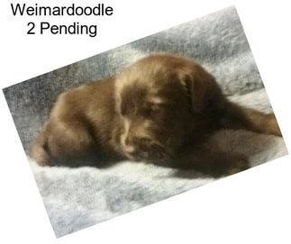 Weimardoodle 2 Pending