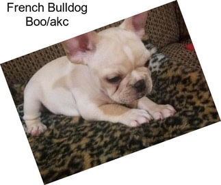 French Bulldog Boo/akc