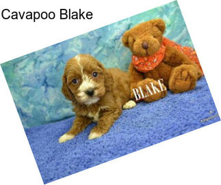 Cavapoo Blake