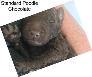 Standard Poodle Chocolate