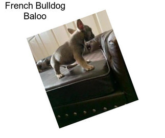 French Bulldog Baloo