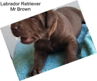 Labrador Retriever Mr Brown