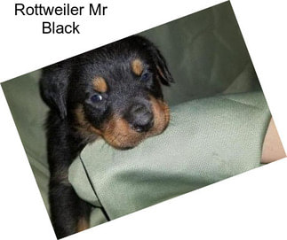 Rottweiler Mr Black