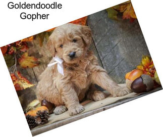 Goldendoodle Gopher