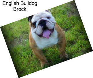 English Bulldog Brock