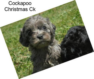 Cockapoo Christmas Ck