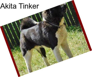 Akita Tinker