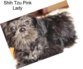 Shih Tzu Pink Lady