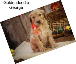 Goldendoodle George