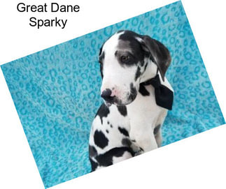 Great Dane Sparky