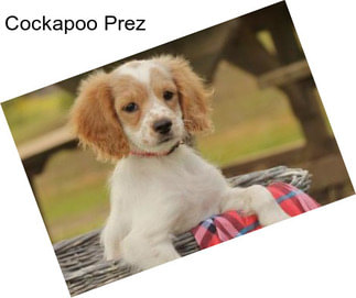 Cockapoo Prez