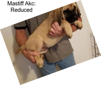 Mastiff Akc: Reduced