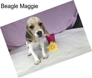 Beagle Maggie