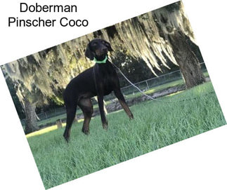 Doberman Pinscher Coco