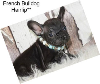 French Bulldog Hairlip**