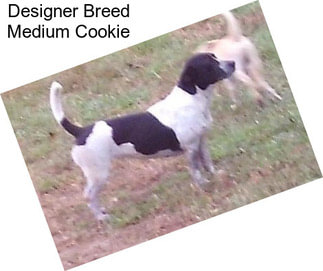 Designer Breed Medium Cookie