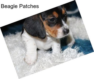 Beagle Patches