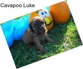 Cavapoo Luke