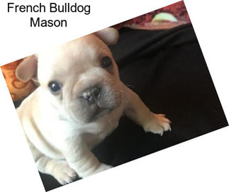 French Bulldog Mason