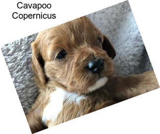 Cavapoo Copernicus